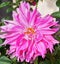 Bright pink and fully blossomed Dahlia power in a garden