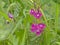 Bright pink garde vetch flowers