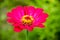 Bright pink garden flower, Asteraceae family, amid garden greenery