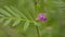 Bright pink garden vetch flower