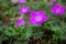 Bright pink geranium or cranesbill flowers closeup