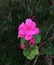 Bright pink geranium flowers. Geranium. Inflorescences