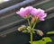 Bright Pink Geranium Hanging