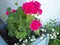 Bright pink geraniums in the flower box