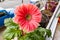 Bright pink Gerber daisy in full bloom