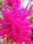 A bright pink hairy comb flower in the shape of a bud