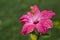Bright Pink Hibiscus Flower With Raindrops