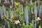 Bright pink hibiscus rosa sinensis on green cactus natural back