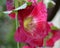 Bright Pink Hollyhock Close Up