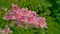 Bright pink hollyhock flowers in the garden