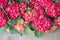 Bright pink hydrangeas or Hydrangea macrophylla in the greek garden shop in spring time.