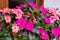 Bright pink impatiens hawkeri, the New Guinea impatiens, in bloom