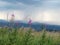 Bright pink inflorescences of Ivan-tea flowers and green grass against a background of gray clouds, streams of rain and mountains