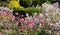 Bright pink Japanese anenome flowers reflect the autumn sunshine at Eastcote House historic walled garden, Hillingdon London UK