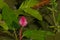 Bright pink japanese knotweed flower - Persicaria amphibia