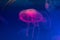 Bright pink jellyfish on blue background