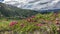 Bright pink Kamchatka rhododendrons bloom in an alpine meadow.