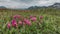 Bright pink Kamchatka rhododendrons bloom in an alpine meadow