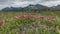 Bright pink Kamchatka rhododendrons grow in a meadow among green grass.