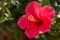 Bright pink large flower of purple hibiscus Hibiscus rose sinensis on green leaves natural background, close-up