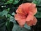 Bright pink large flower of purple hibiscus rose sinensis on green leaves natural background. Karkade tropical garden