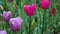 Bright Pink and Lavender Tulips in the garden