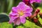 Bright Pink Lewisia Flowers Blooming Macro