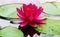 Bright pink lotus flower with golden stamens rises over green leaves of water lilies