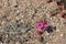 Bright pink magenta small monkeyflower desert wildflowers growing close to the ground, photo taken in springtime