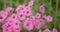 bright pink magenta white petunia flower blossom close-up outdoors