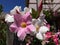 Bright pink Mandevilla flower in garden