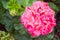Bright Pink Multicolored Geranium Flower