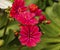 Bright Pink Orange Lewisia Flowers Blooming Macro