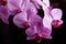 Bright pink orchids on a black background. Beautiful pink and white orchids isolated on a black background. Phalaenopsis. Colorful