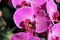 Bright pink patterned orchids close up