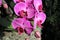 Bright pink patterned orchids on a stem close up