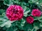 Bright pink pelargonium flowers close up. Garden geranium decorative blossom petals. Landscape design cultivar