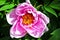 Bright pink peony flower, close up detail, soft green blurry leaves