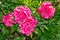 Bright pink peony flowers in bloom growing in garden