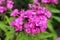 Bright pink phlox blooms in the summer garden