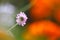 Bright pink pincushion flower in the sun in front of blurry orange colored pot marigold blossoms