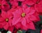 Bright Pink Pointsettias Against A Dark Background