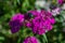 Bright pink purple carnation flowers with large green rose chafer, Cetonia aurata