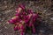 Bright Pink Purple Celosia Plant in Mulch