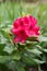 Bright pink purple flowers rhododendron Nova Zembla in spring and garden