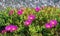 Bright pink-purple flowers of succulent perennial plant of Carpobrotus acinaciformis