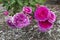 Bright Pink / Purple Young Lycidas Roses
