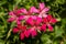 Bright pink and red ivy geranium Pelargonium peltatum group in a garden. Also called  ivy-leaved pelargonium and cascading