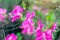 Bright pink Rhododendron Albrechtii Maxim flowers with leaves in the garden in summer.