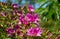 Bright pink Rhododendron Azalea close-up. Luxury colorful inflorescences of rhododendron in spring Arboretum Park